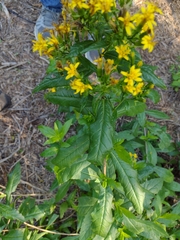 Trixis inula