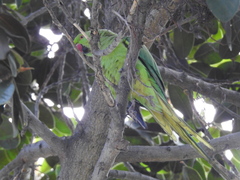 Psittacula krameri