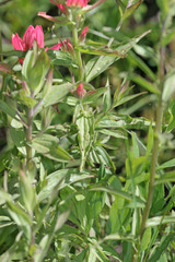 Castilleja rhexiifolia