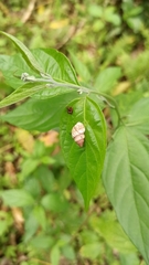 Bulimulus tortuganus