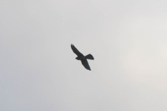 Falco tinnunculus canariensis