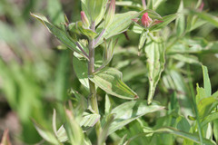 Castilleja rhexiifolia