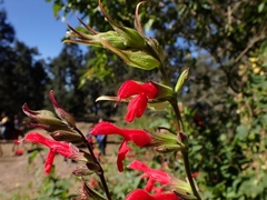 Salvia fulgens