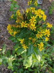 Trixis inula