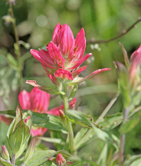 Castilleja rhexiifolia