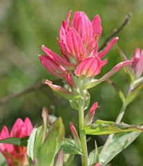 Castilleja rhexiifolia