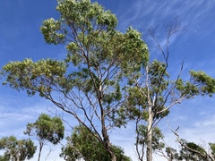 Eucalyptus viminalis cygnetensis