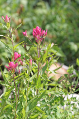 Castilleja rhexiifolia