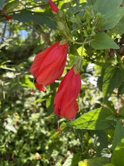 Malvaviscus arboreus