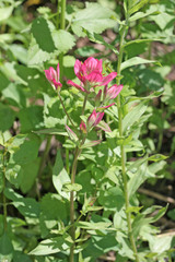 Castilleja rhexiifolia