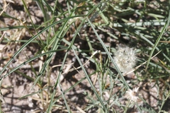 Thelesperma ambiguum