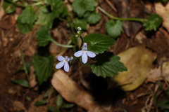 Lobelia trigonocaulis