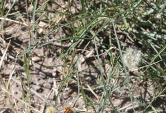 Thelesperma ambiguum