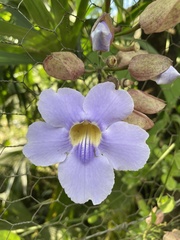Thunbergia grandiflora