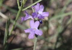 Verbena canescens
