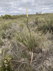 Xanthorrhoea caespitosa