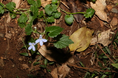 Lobelia trigonocaulis
