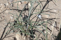 Thelesperma ambiguum