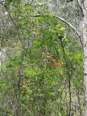 Erythrina vespertilio