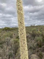 Xanthorrhoea caespitosa