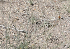 Thelesperma ambiguum