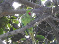 Psittacula krameri