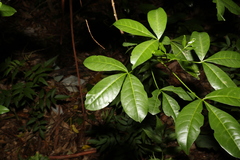 Melicope micrococca