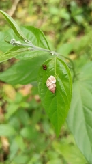 Bulimulus tortuganus