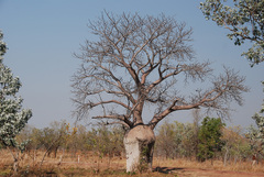Adansonia gregorii
