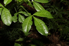 Melicope micrococca