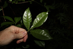 Melicope micrococca