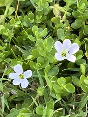 Bacopa