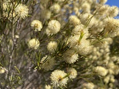 Melaleuca uncinata