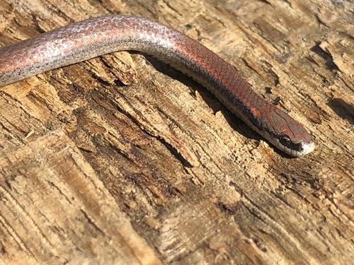 iNaturalist observation photo of Common Sharp-tailed Snake