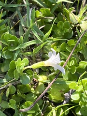 Bacopa