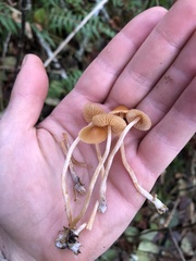 Conocybe smithii