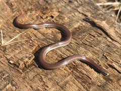 Contia tenuis