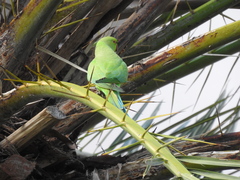 Psittacula krameri
