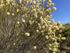 Melaleuca uncinata