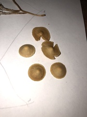 Conocybe smithii
