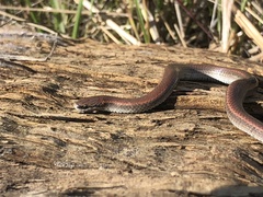 Contia tenuis