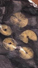 Conocybe smithii