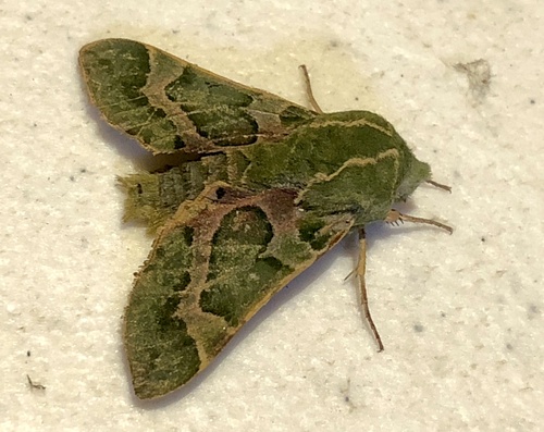 iNaturalist observation photo of Pacific Green Sphinx