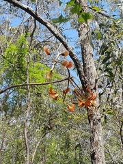 Erythrina vespertilio