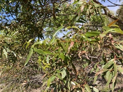 Eucalyptus viminalis cygnetensis
