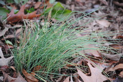 Allium schoenoprasum