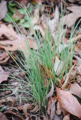 Allium schoenoprasum