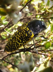 Stigmodera macularia