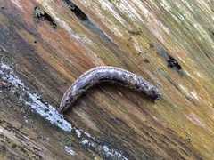 Philomycus carolinianus