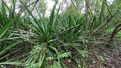 Furcraea hexapetala